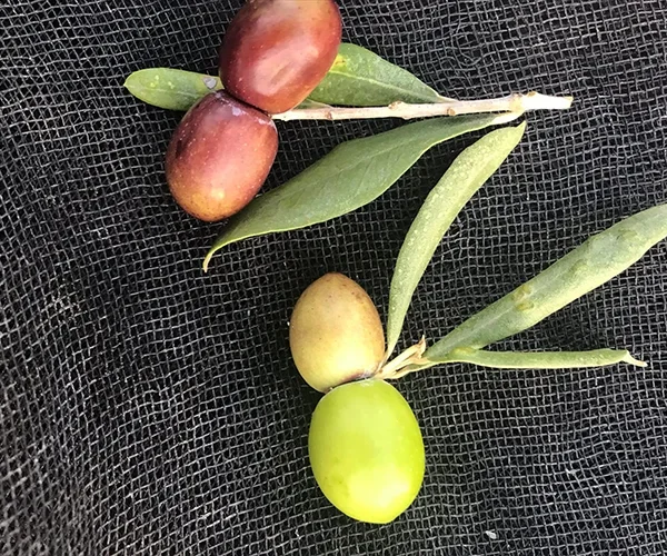 Ikiz zeytin 600x500
