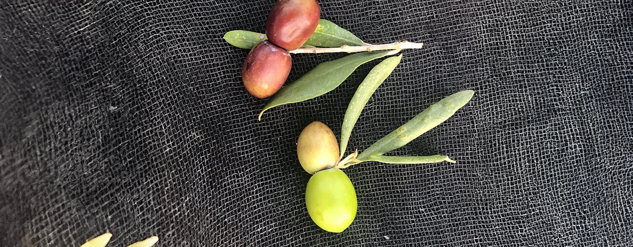 Ikiz zeytin
